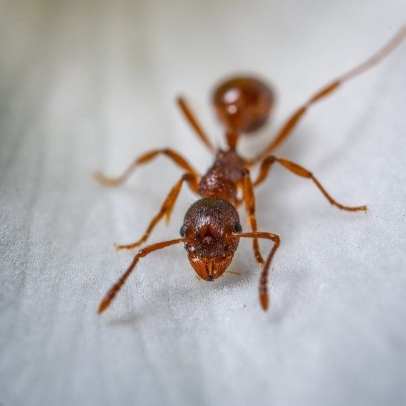 Field Ants, Pest Control in Canbury, Coombe, KT2. Call Now! 020 8166 9746