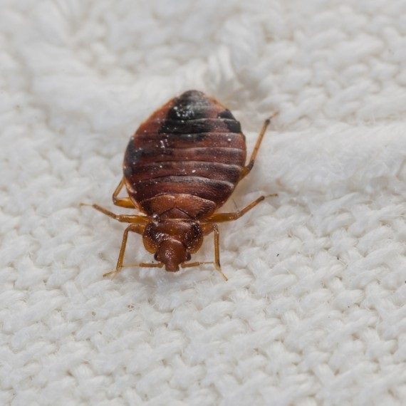 Bed Bugs, Pest Control in Canbury, Coombe, KT2. Call Now! 020 8166 9746