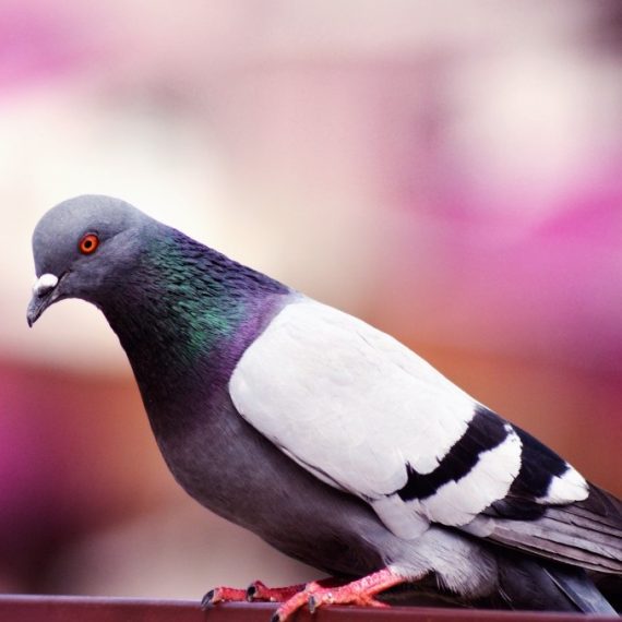 Birds, Pest Control in Canbury, Coombe, KT2. Call Now! 020 8166 9746