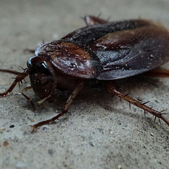 Cockroaches, Pest Control in Canbury, Coombe, KT2. Call Now! 020 8166 9746