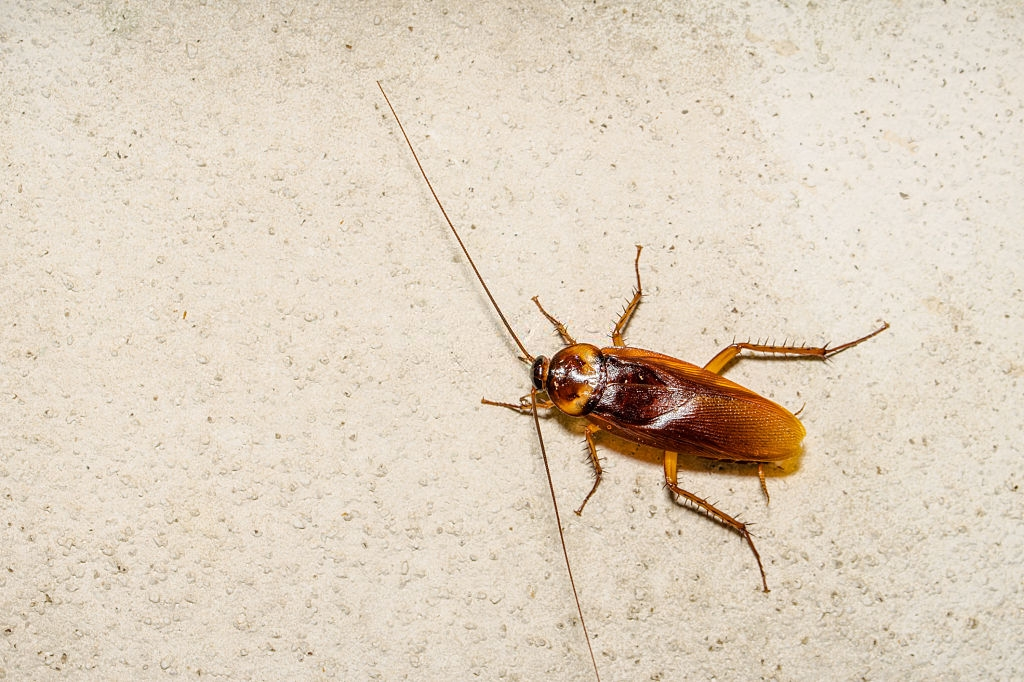 Cockroach Control, Pest Control in Canbury, Coombe, KT2. Call Now 020 8166 9746