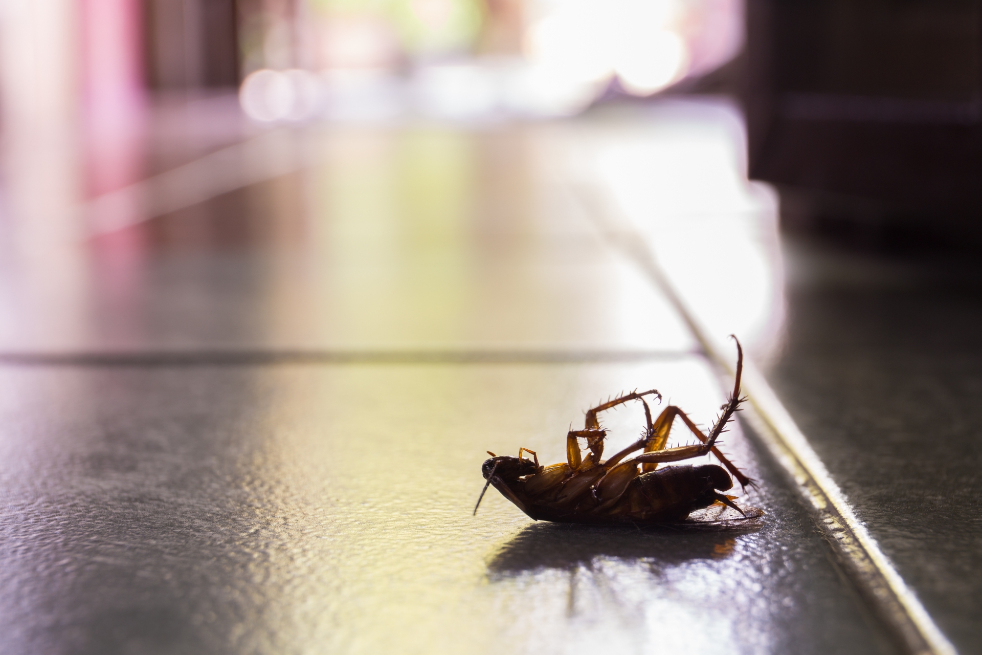 Cockroach Control, Pest Control in Canbury, Coombe, KT2. Call Now 020 8166 9746