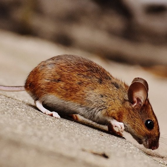 Mice, Pest Control in Canbury, Coombe, KT2. Call Now! 020 8166 9746