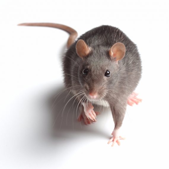 Rats, Pest Control in Canbury, Coombe, KT2. Call Now! 020 8166 9746