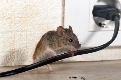 Pest Control in Canbury, Coombe, KT2. Call Now! 020 8166 9746