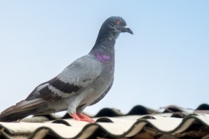Pigeon Control, Pest Control in Canbury, Coombe, KT2. Call Now 020 8166 9746