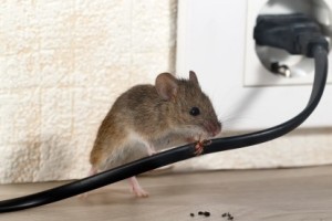 Mice Control, Pest Control in Canbury, Coombe, KT2. Call Now 020 8166 9746