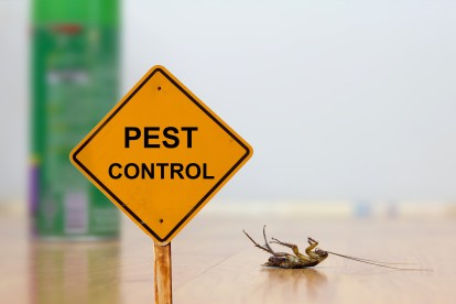 Pest Contol in Canbury, Coombe, KT2. Call Now 020 8166 9746