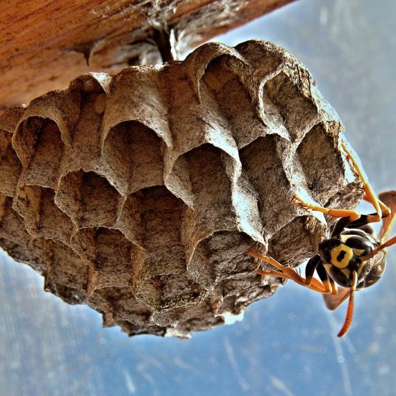 Wasps Nest, Pest Control in Canbury, Coombe, KT2. Call Now! 020 8166 9746